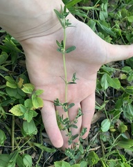 Euphorbia maculata image