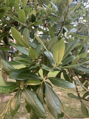 Quercus virginiana
