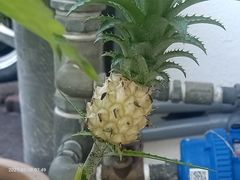 Ananas comosus microstachys