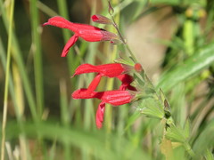 Salvia fulgens