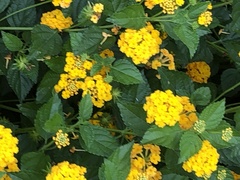 Lantana × hybrida