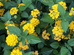 Lantana × hybrida