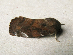 Cosmia affinis
