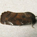 Cosmia affinis - Photo (c) richardjaybee, μερικά δικαιώματα διατηρούνται (CC BY-NC), uploaded by richardjaybee