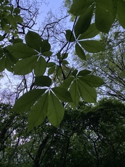 Aesculus hippocastanum