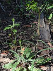 Senecio prenanthoides