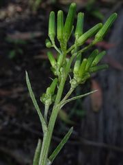 Senecio prenanthoides