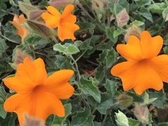 Thunbergia gregorii