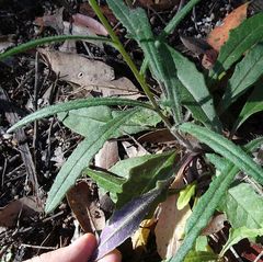 Senecio prenanthoides
