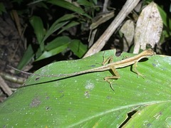 Anolis trachyderma