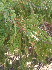 Calocedrus
