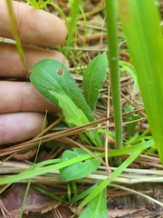 Silene virginica