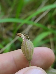 Silene virginica