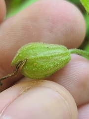 Silene virginica