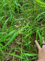 Silene virginica