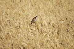 Zonotrichia capensis