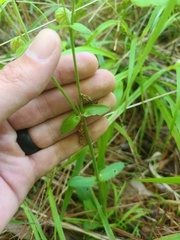 Silene virginica