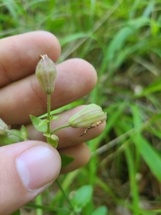 Silene virginica