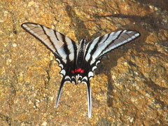 Protographium epidaus
