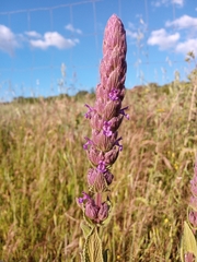 Nepeta tuberosa