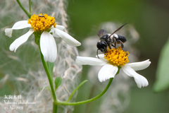 Megachile conjuncta