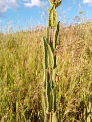 Nepeta tuberosa