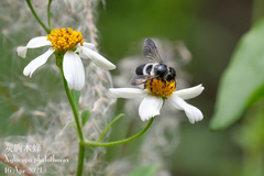 Megachile conjuncta