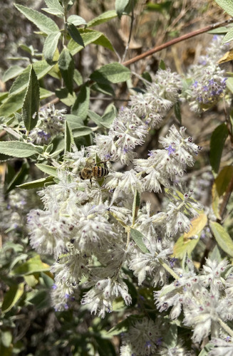 Hyptis albida
