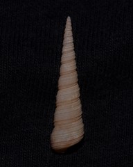 Turritella cingulifera