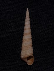 Turritella cingulifera