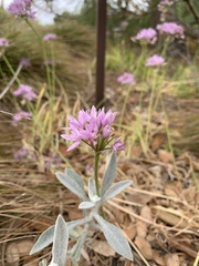 Allium unifolium