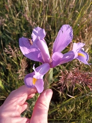 Irideae