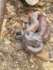 Oxyrhopus petolarius