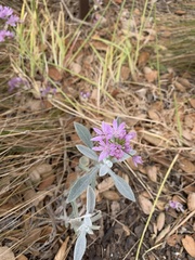 Allium unifolium