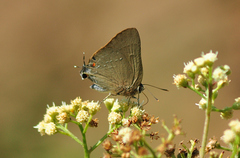 Allosmaitia strophius