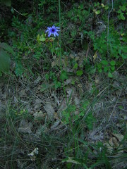 Catananche caerulea