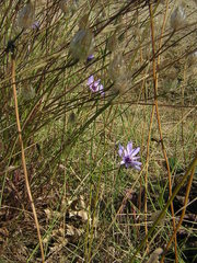 Catananche caerulea