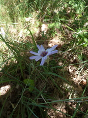 Catananche caerulea