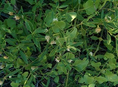 Alternanthera echinocephala