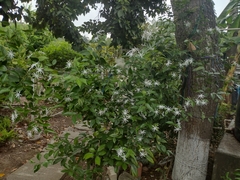 Jasminum polyanthum