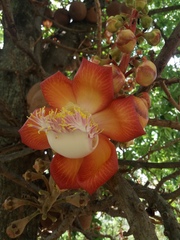 Couroupita guianensis
