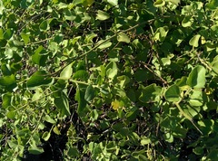 Cryptocarpus pyriformis