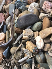 Pygopodidae