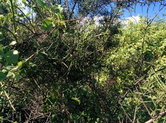 Scutia spicata pauciflora