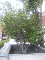 Magnolia × soulangeana