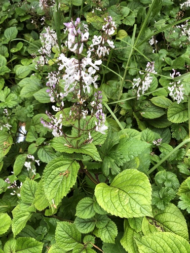 Plectranthus ciliatus