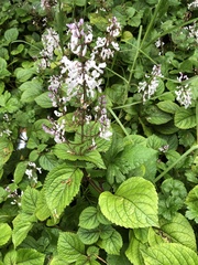 Plectranthus ciliatus