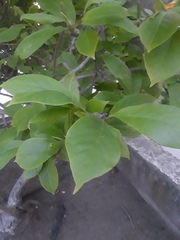 Magnolia × soulangeana