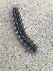 Malacosoma constricta