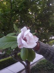 Magnolia × soulangeana